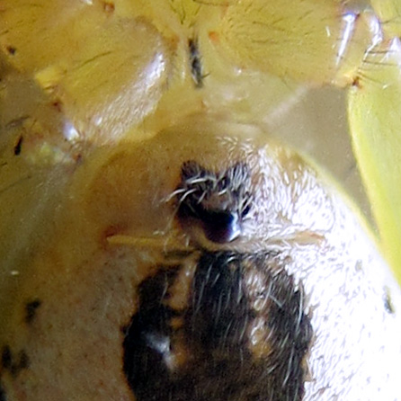 Booklungs and Epigynum (the external genital structure of female spiders)