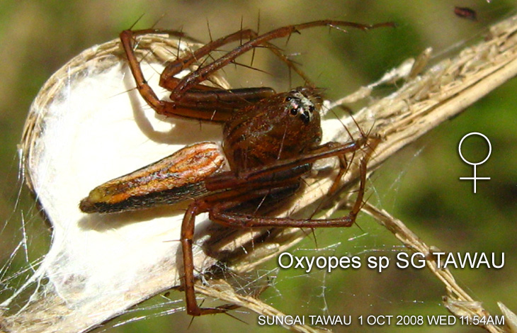 Oxyopes sp SG TAWAU #1 貓蛛新種之一