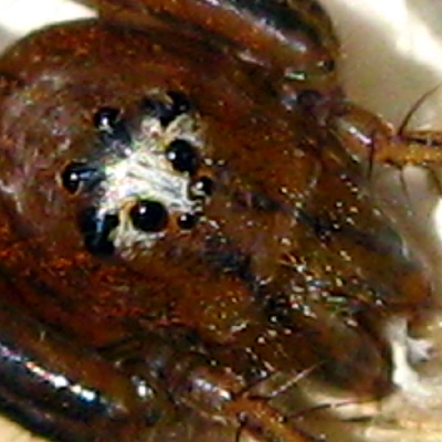 Oxyopes eyesight is not as good as that of the jumping spiders.