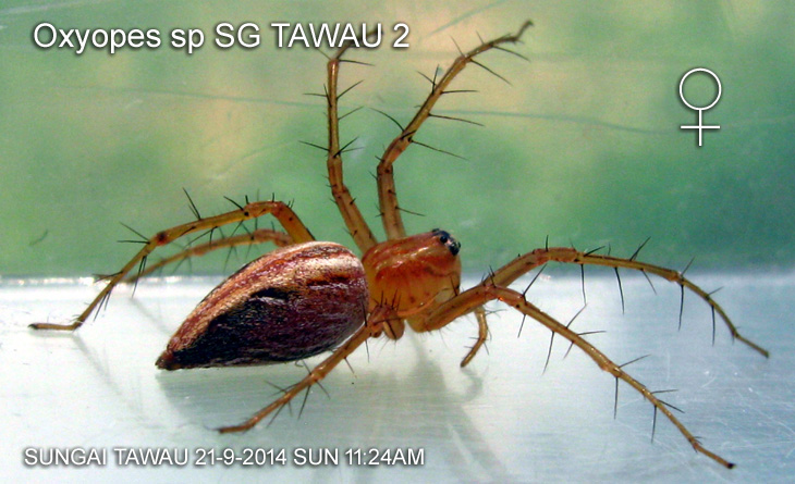 Oxyopes sp SG TAWAU #2