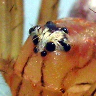 Oxyopes sp SG TAWAU #2