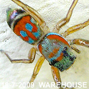 Siler semiglaucus Simon, 19014.5mm Female