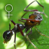 Agorius KINABALU Female