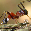 Agorius KINABALU Male