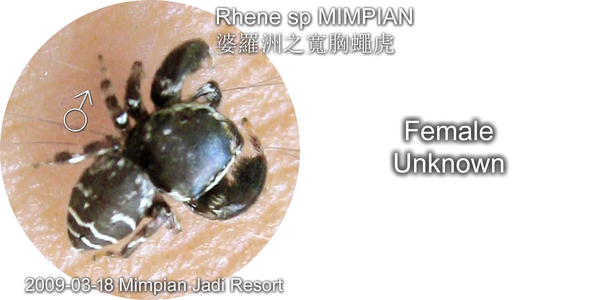 Rhene species
