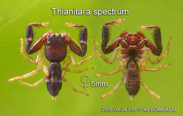 Thianitara spectrum Simon, 1903 
