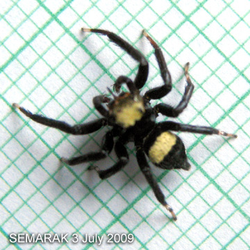 Thorelliola ensifera (Thorell, 1877) 