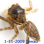 Palpelius TAWAU