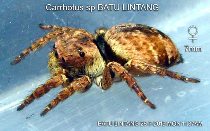 Carrhotus sp BATU LINTANG