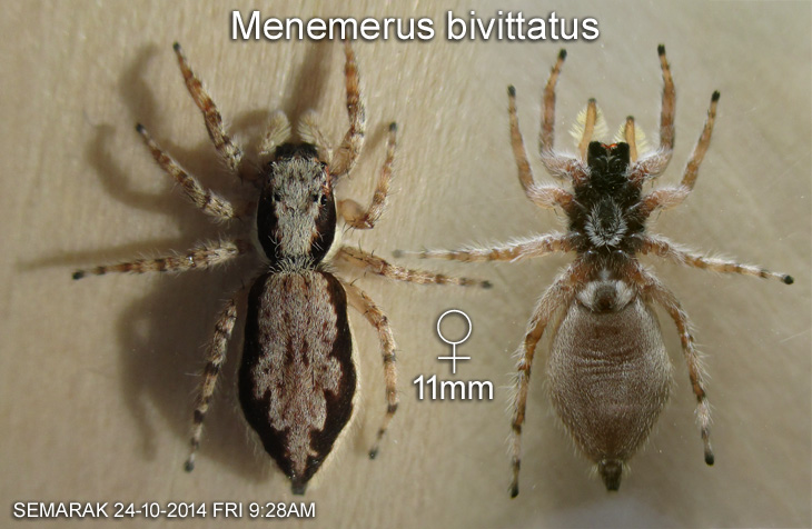 Menemerus bivittatus