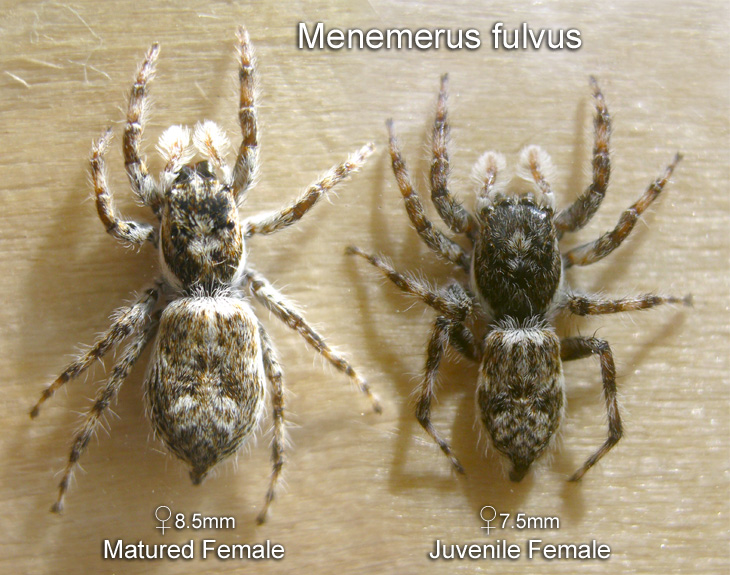 Menemerus fulvus