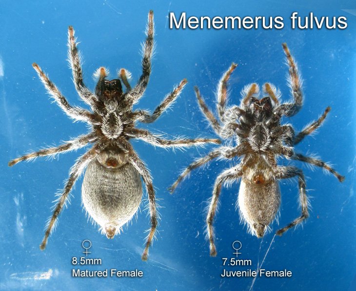 Menemerus fulvus