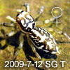 Phintella versicolor