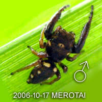 Mendoza sp MEROTAI 門蛛新種於婆羅洲島