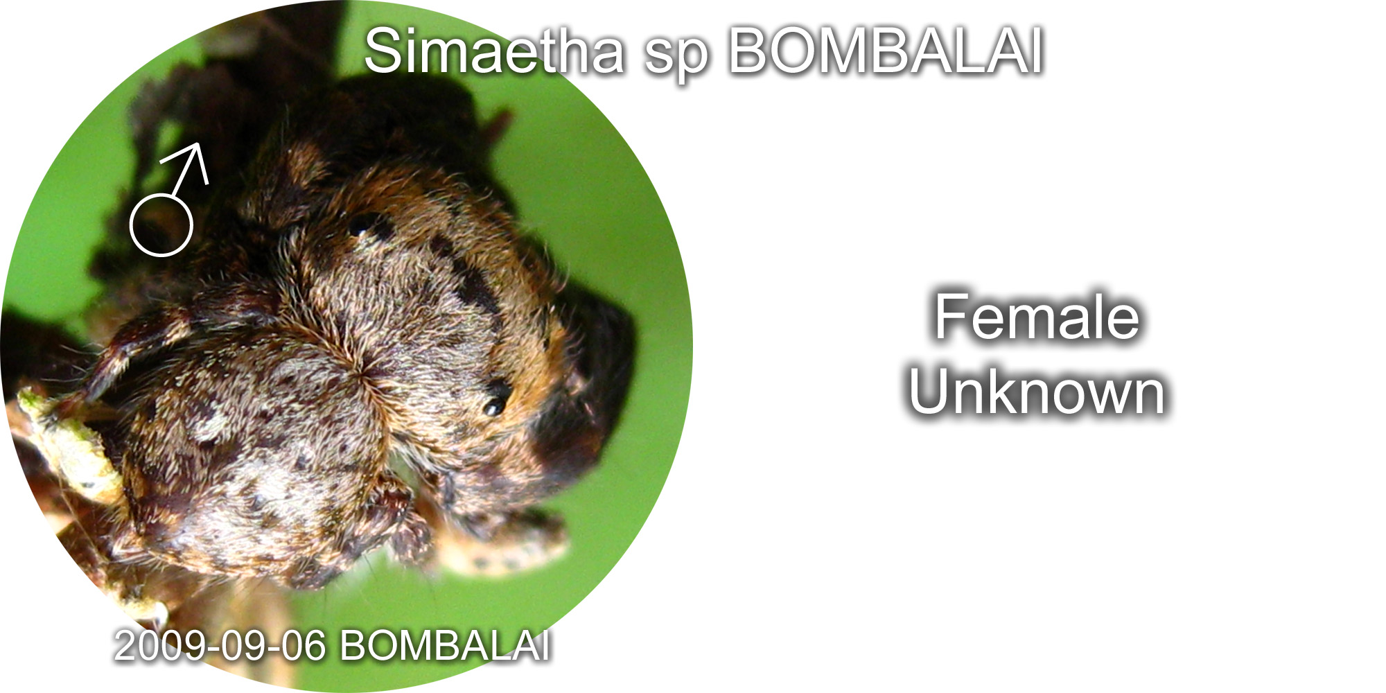Simaetha species