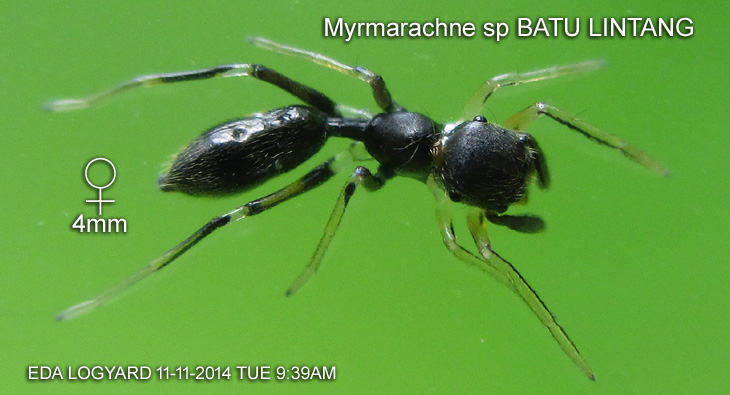 Species: Myrmarachne sp BATU LINTANG