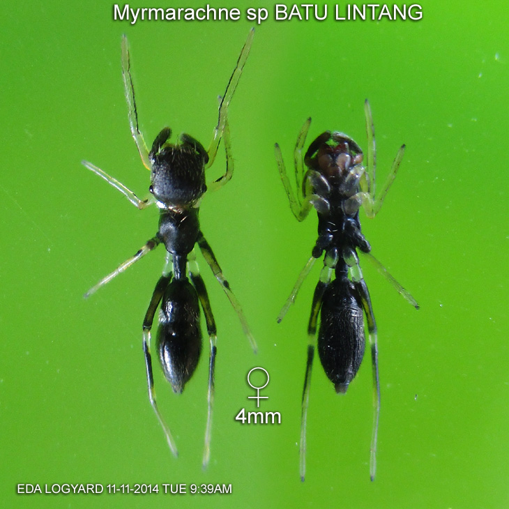 Species: Myrmarachne sp BATU LINTANG