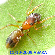 Myrmarachne plataleoides