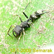 黑色蟻蛛 Myrmarachne inermichelis