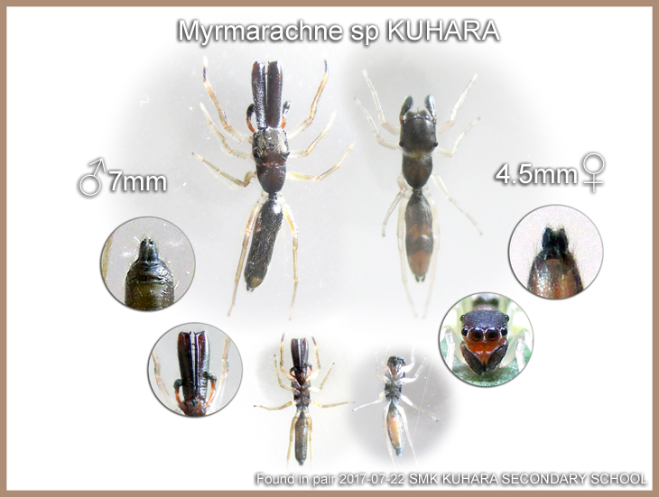 Myrmarachne sp KUHARA