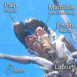 MOUTH PART of a male Myrmarachne malayana spider
