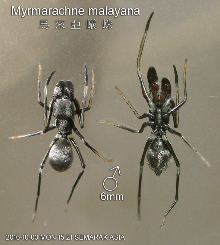 Myrmarachne malayana 馬來亞蟻蛛