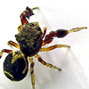 Harmochirus BUMBLEBEE