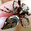 Burmattus sp GERGASSI 緬蛛新種於婆羅洲島