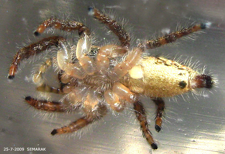 Hyllus diardi