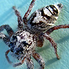 Hyllus diardi (The Hairy Jumper)