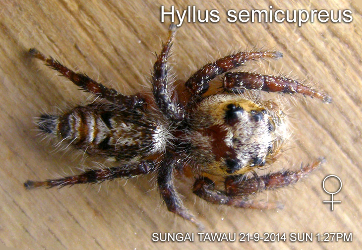 Hyllus semicupreus