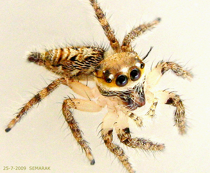 Hyllus diardi