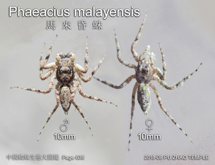 Phaeacius malayensis 馬來昏蛛