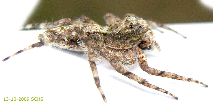 Portia Spider