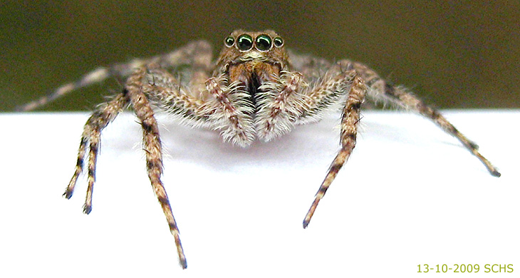 Portia Spider