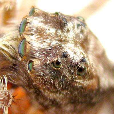 Portia Spider