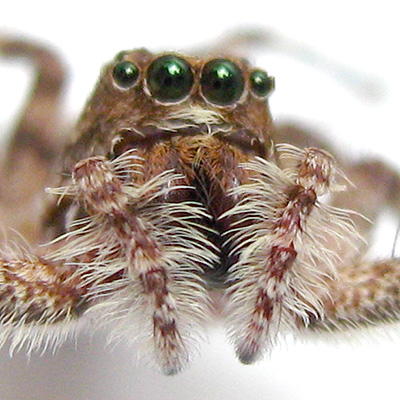 Portia Spider