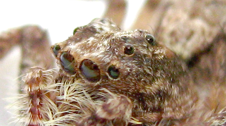 Portia Spider
