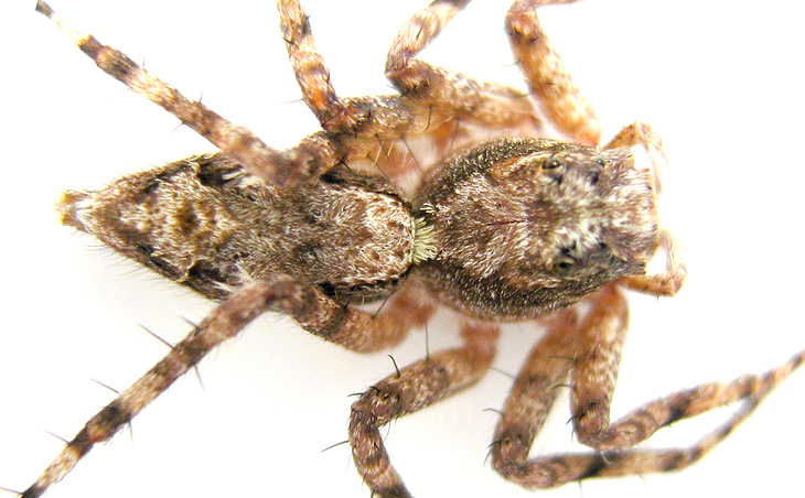Portia Spider