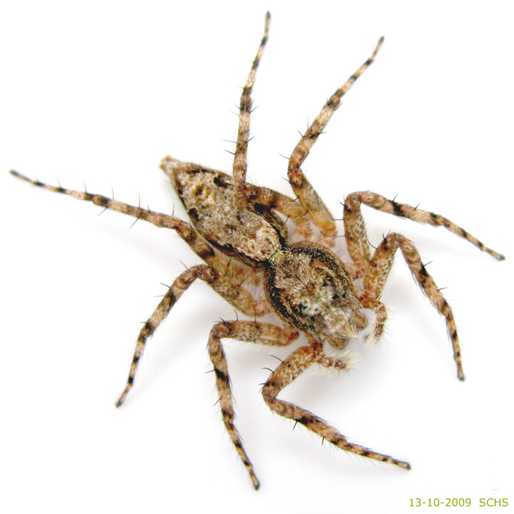 Portia Spider
