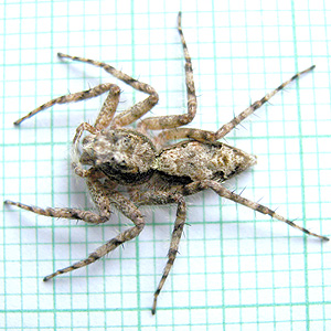Portia Spider