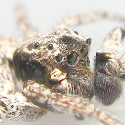 Phaeacius malayensis Wanless 1981
