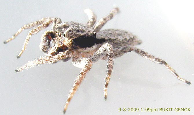 Phaeacius malayensis Wanless 1981