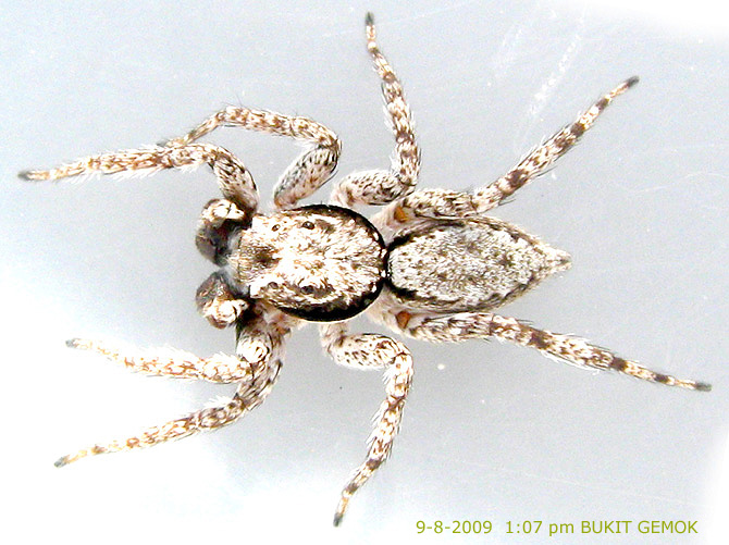 Phaeacius malayensis Wanless 1981