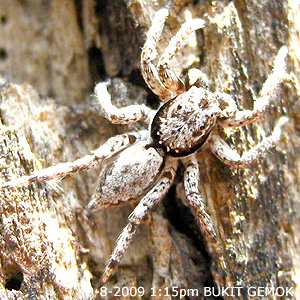 Phaeacius malayensis Wanless 1981