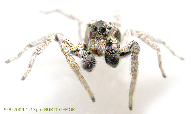 Phaeacius malayensis Wanless 1981