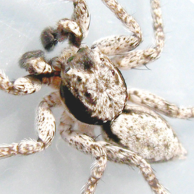 Phaeacius malayensis Wanless 1981