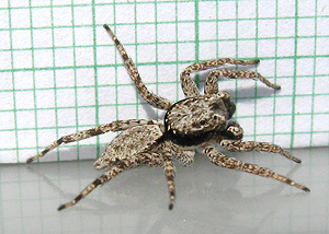 Phaeacius malayensis Wanless 1981