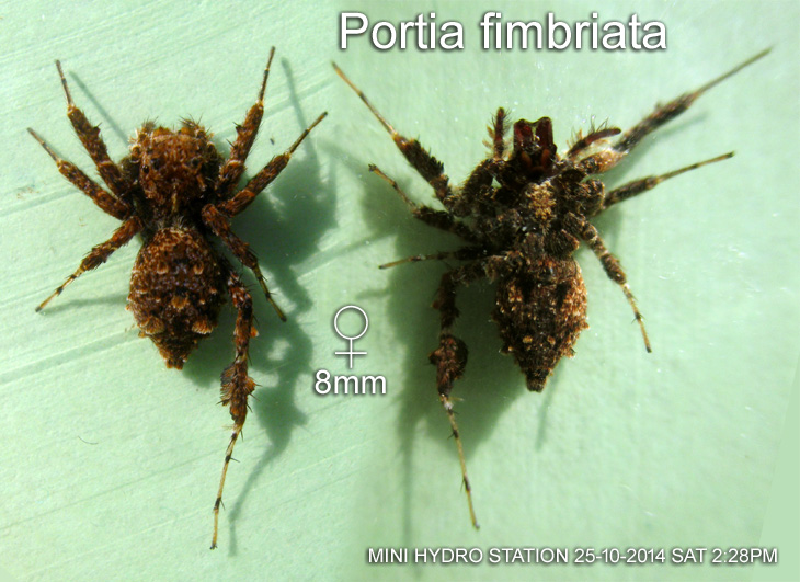 Portia fimbriata