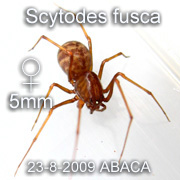 Scytodes fusca
